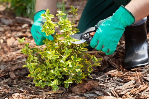 Regular mowing for lawn care in Addiscombe