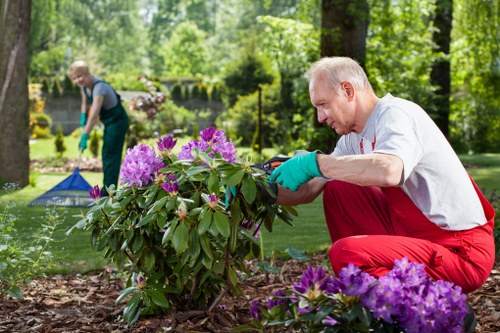 Seasonal lawn maintenance and overseeding in Addiscombe