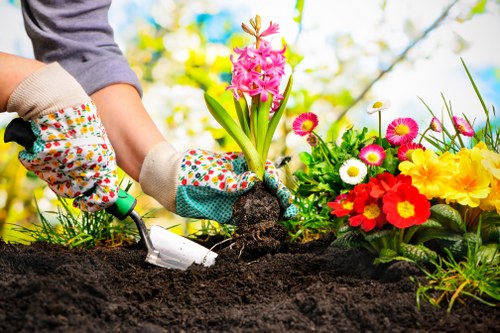 Evergreen hedge maintenance in Addiscombe