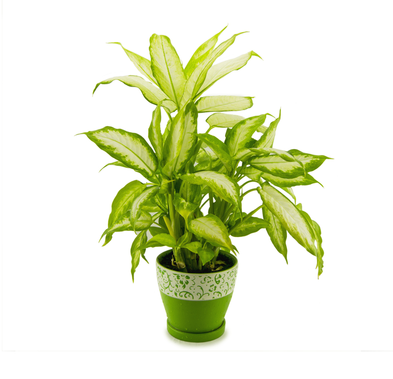 Professional gardeners Professional gardening