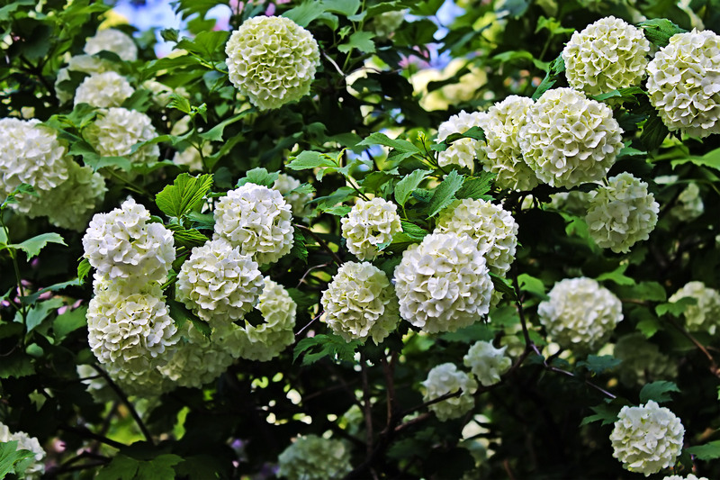 Professional gardeners Professional gardening