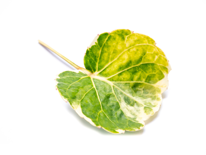 garden outdoor space